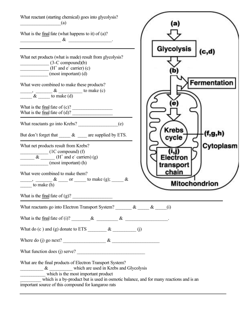 Pogil Activities For Ap Biology Answer Key Glycolysis And The Krebs 