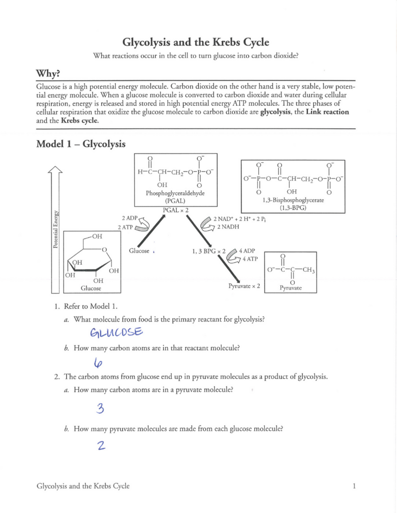 Pogil Activities For Ap Biology Answer Key Glycolysis And The Krebs 