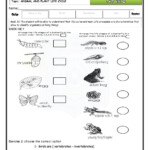 Pop Quiz animal And Plant Life Cycle second Term Science Worksheet