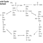 PPT Ch 16 Citric Acid Cycle PowerPoint Presentation Free Download