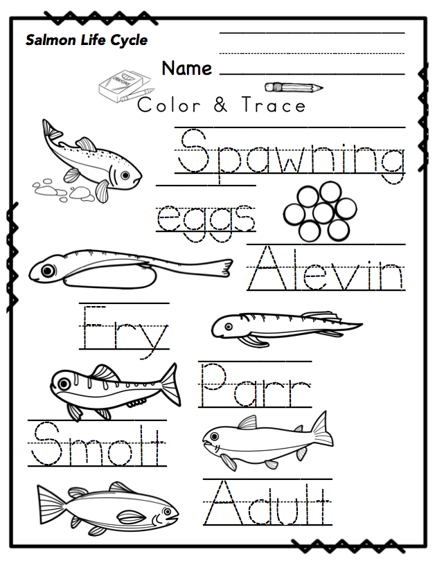 Preschool Packet Salmon Life Cycle Preschool Printables