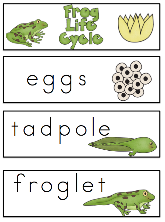 Preschool Printables Free Frog Life Cycle Vocabulary Cards Lifecycle