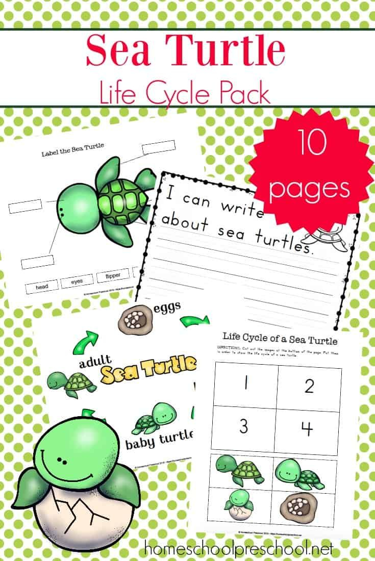 Preschool Sea Turtle Life Cycle Printable Unit Study Turtle Life 