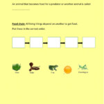 Prey Predator Worksheet