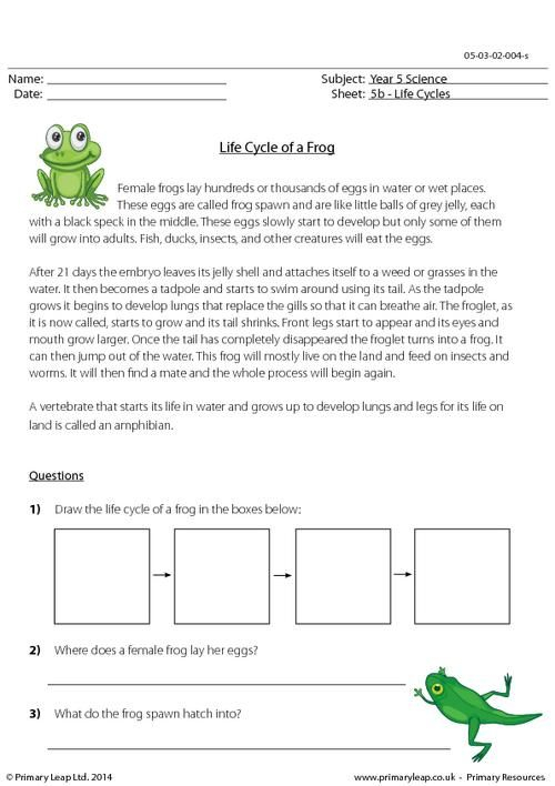 PrimaryLeap co uk Life Cycle Of A Frog Questions Worksheet Life 