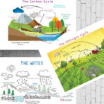 Printable Chemistry Cycles Posters Carbon Cycle Nitrogen