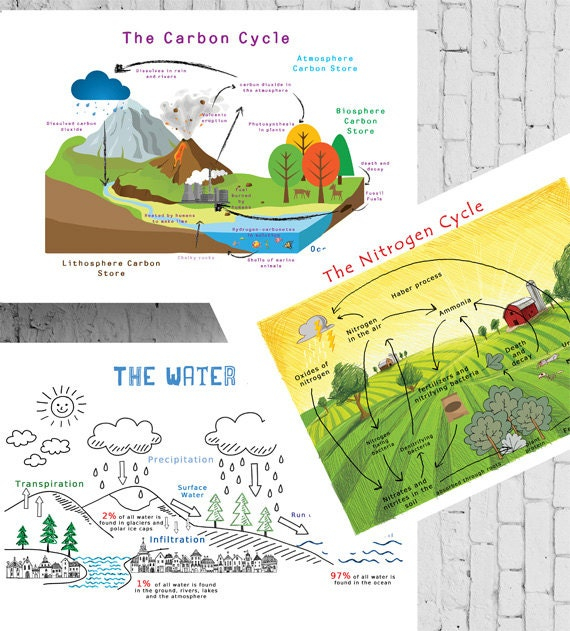 Printable Chemistry Cycles Posters Carbon Cycle Nitrogen