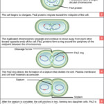 Prokaryotic Cell Division Boundless Biology