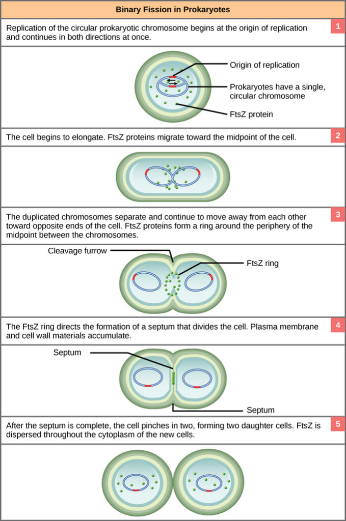 Prokaryotic Cell Division Boundless Biology