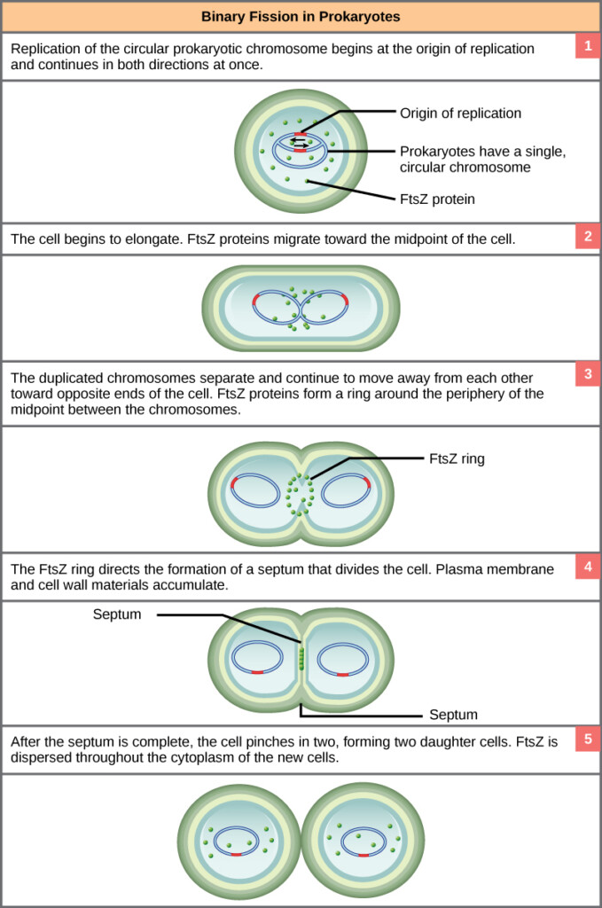 Prokaryotic Cell Division OpenStax Biology 2e