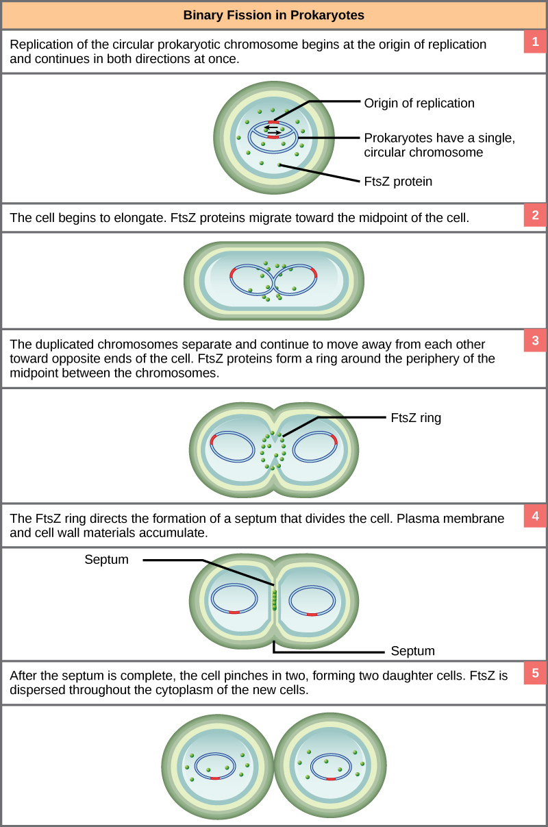 Prokaryotic Cell Division OpenStax Biology 2e