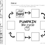 Pumpkin Life Cycle Worksheet Pdf Worksheets