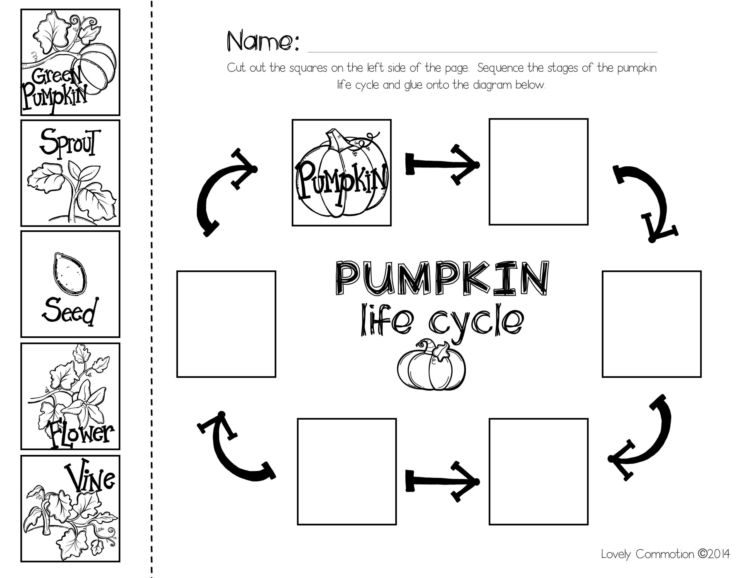 Pumpkin Life Cycle Worksheet Pdf Worksheets