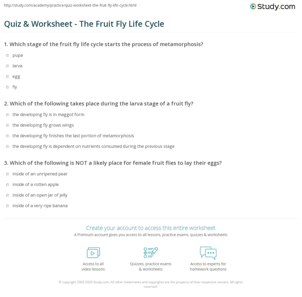 Quiz Worksheet The Fruit Fly Life Cycle Study