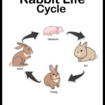 Rabbit Life Cycle Free Diagram And Worksheets In 2021 Rabbit Life