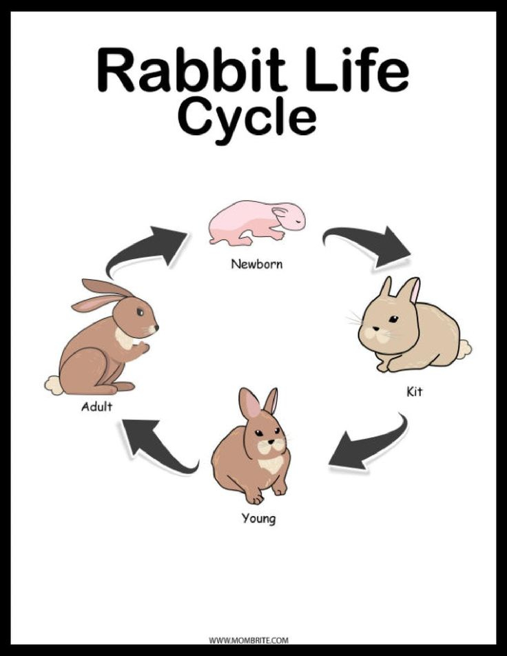 Rabbit Life Cycle Free Diagram And Worksheets In 2021 Rabbit Life 