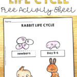 Rabbit Life Cycle Free Download Free Teaching Resources Science