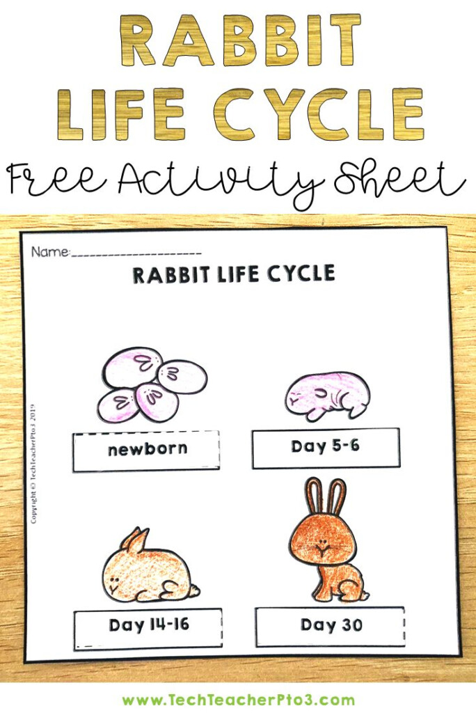 Rabbit Life Cycle Free Download Free Teaching Resources Science 