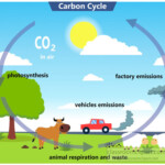 Science Clipart Carbon cycle clipart Classroom Clipart