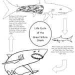 Shark Activity Sheet Lifecycle Of A Shark Shark Activities Shark