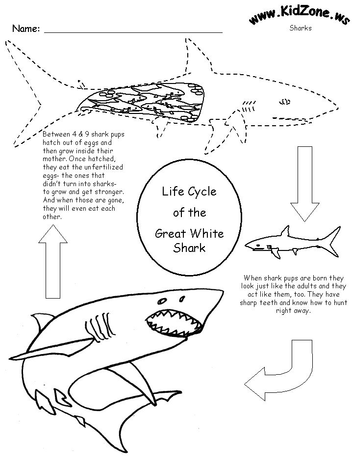 Shark Activity Sheet Lifecycle Of A Shark Shark Activities Shark