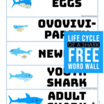 Shark Life Cycle Word Wall Life Cycles Word Wall Cycle For Kids