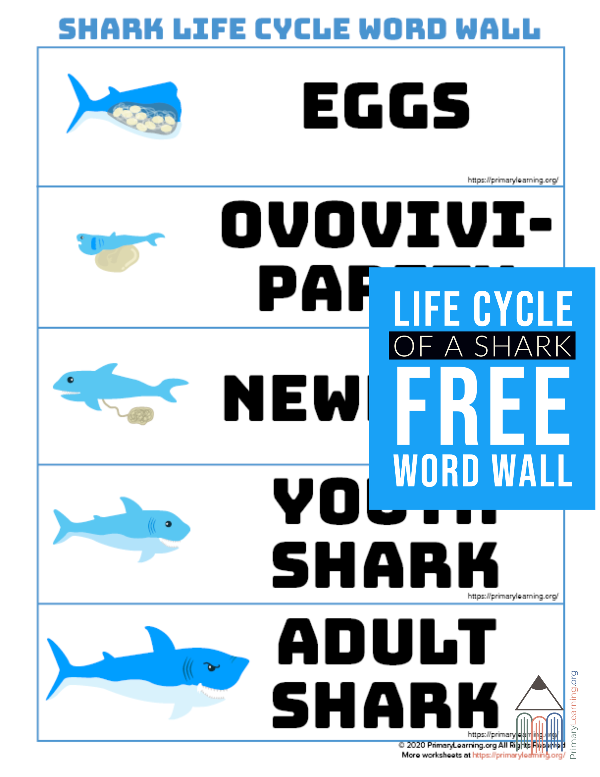 Shark Life Cycle Word Wall Life Cycles Word Wall Cycle For Kids