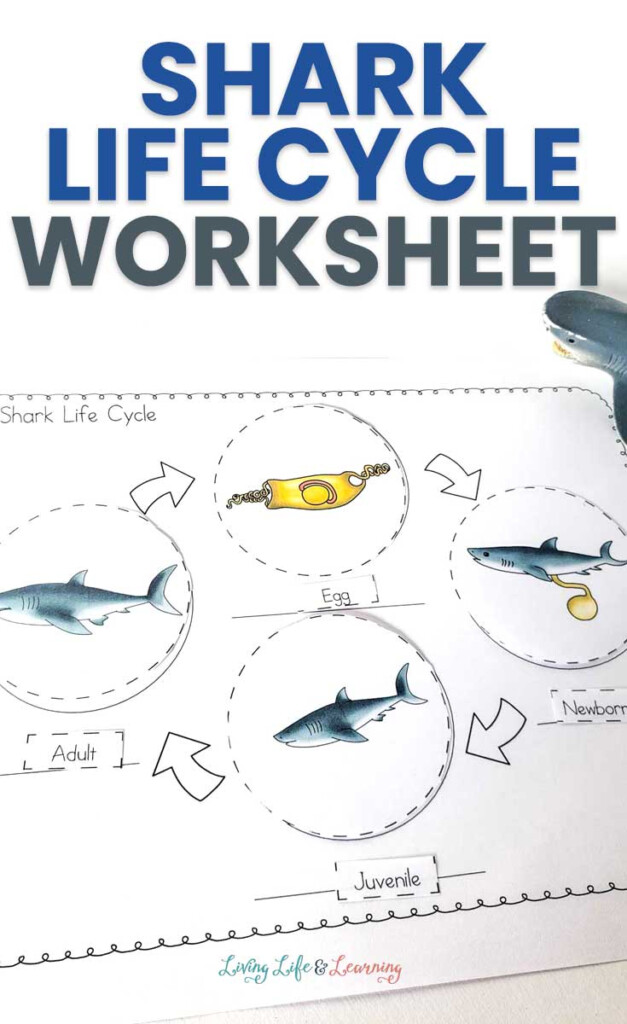 Shark Life Cycle Worksheets