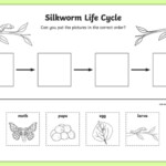 Silkworm Life Cycle Ordering Worksheet Worksheet