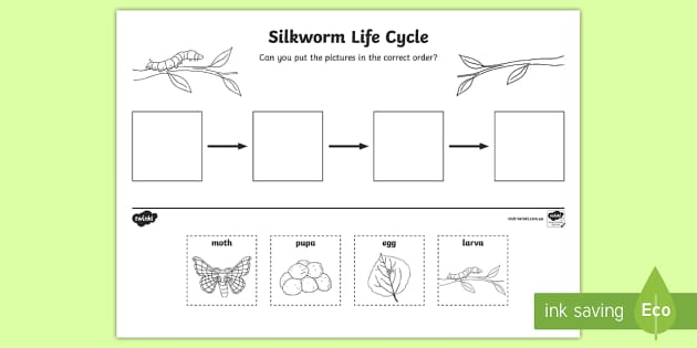 Silkworm Life Cycle Ordering Worksheet Worksheet