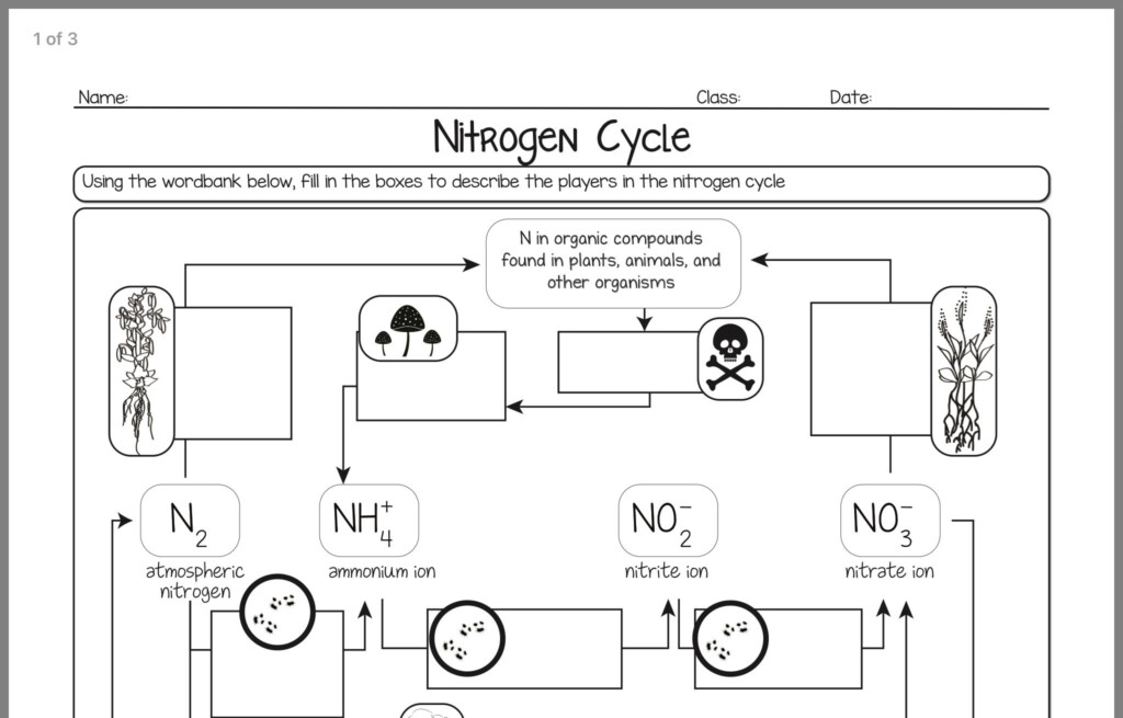 Simple Nitrogen Cycle Worksheet Worksheet