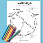 Snail Life Cycle My1st Coloring Page Fun And Educational Snail