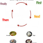 Snail Life Cycle Worksheet
