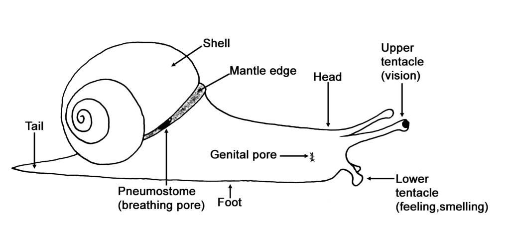 Snail Life Cycle Worksheet Printable Worksheets And Activities For 