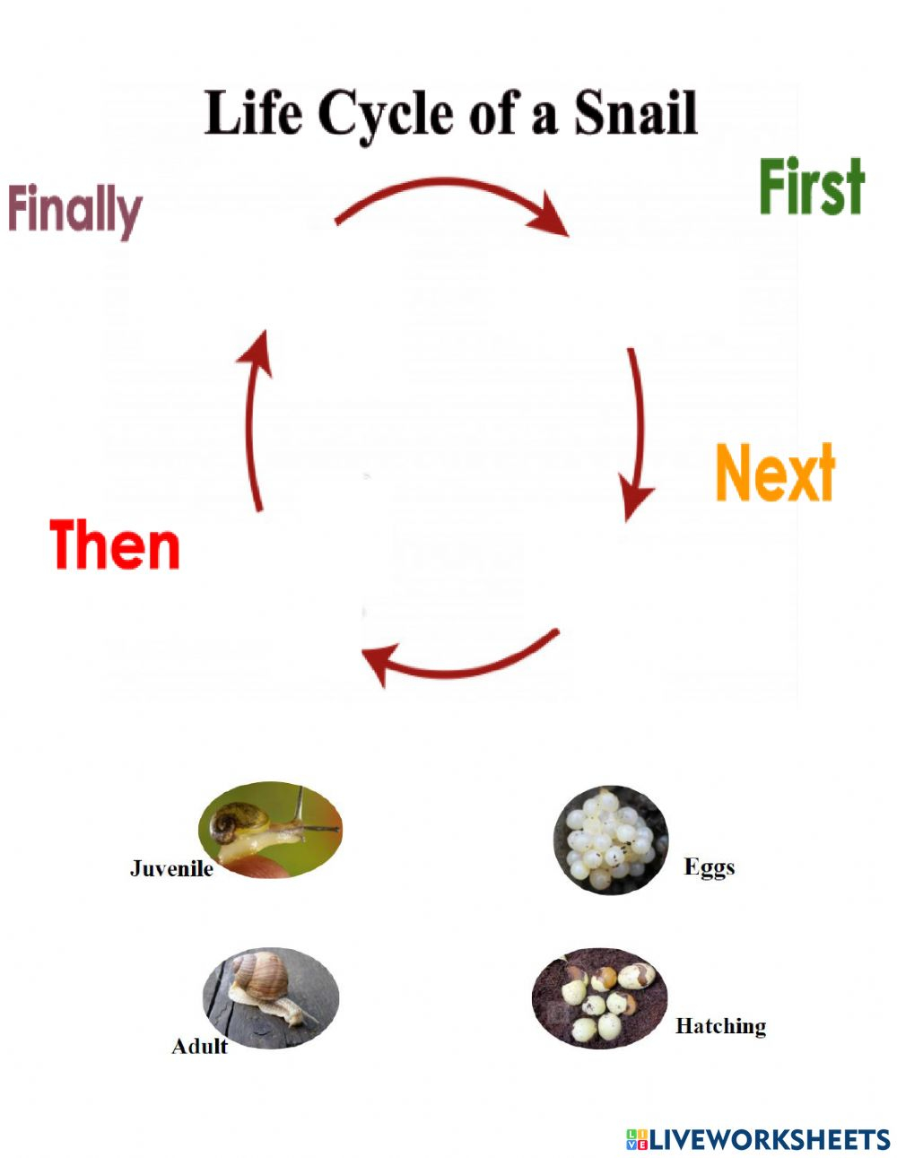 Snail Life Cycle Worksheet