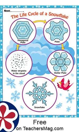 Snowflakes Theme Printables In 2020 Life Cycles