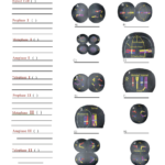 Solved CELLS Alive Meiosis Phase Worksheet Match The Pi Chegg