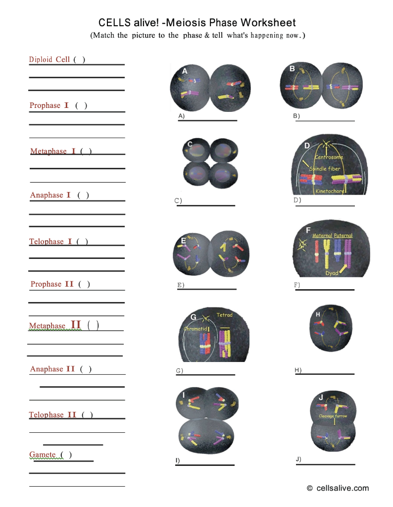 Solved CELLS Alive Meiosis Phase Worksheet Match The Pi Chegg