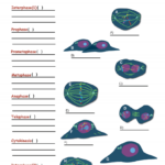 Solved CELLS Alive Mitosis Phase Worksheet Match The Chegg