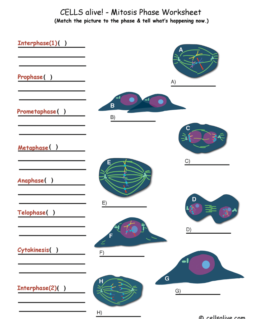 Solved CELLS Alive Mitosis Phase Worksheet Match The Chegg