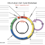 Solved CELLS Alivel Cell Cycle Worksheet What s Happenin Chegg