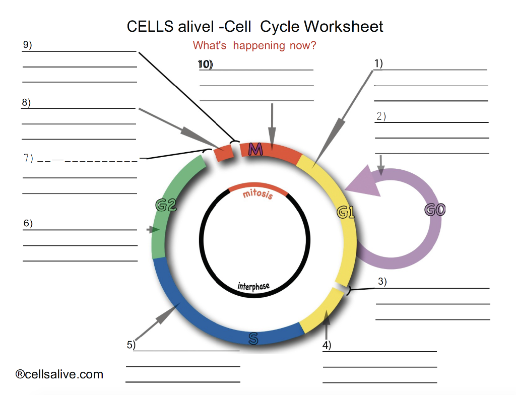 Solved CELLS Alivel Cell Cycle Worksheet What s Happenin Chegg