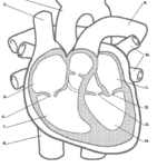 Solved Describe The Cardiac Cycle By Using The Diagrams B Chegg