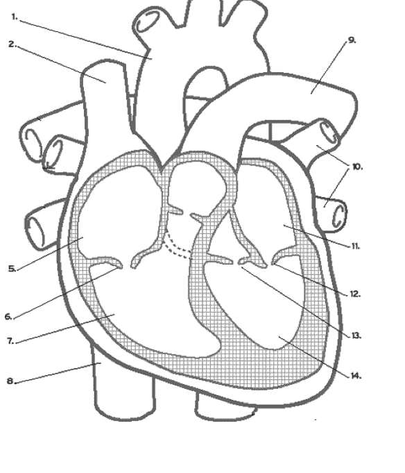 Solved Describe The Cardiac Cycle By Using The Diagrams B Chegg