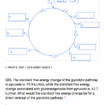 Solved Fill The Blanks In The Fate Of Carbon In The Citri Chegg