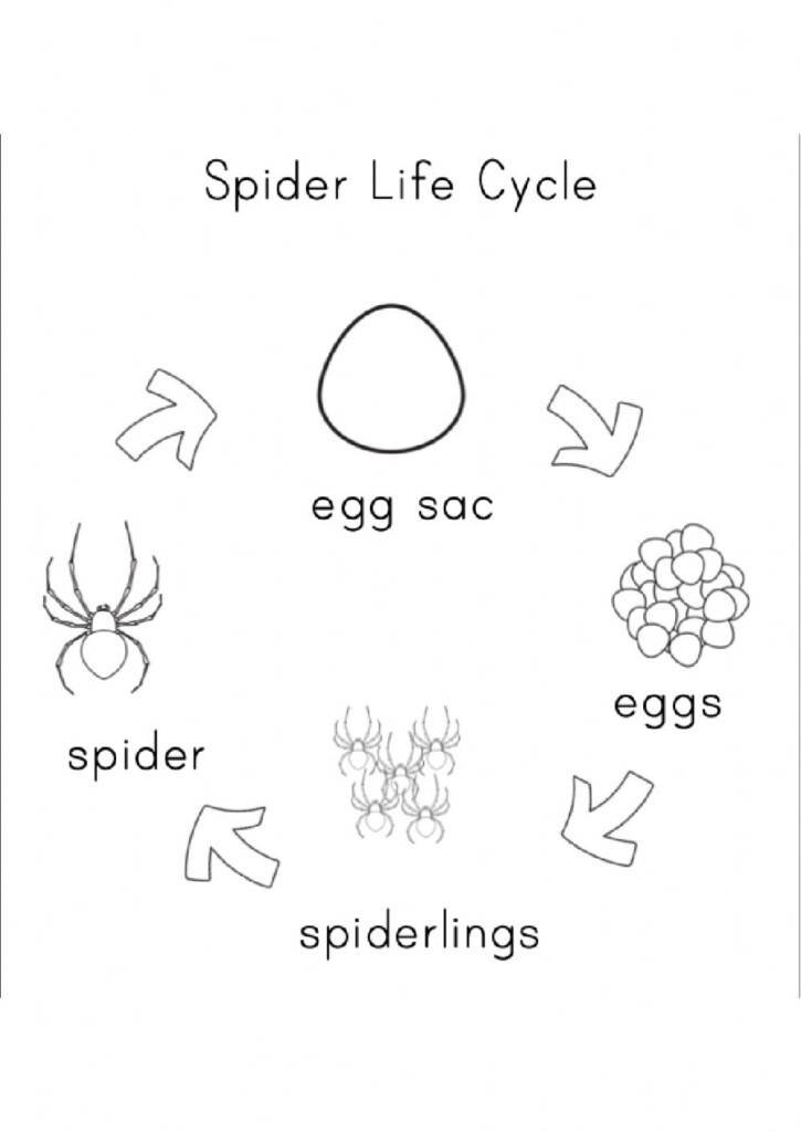 Spider Life Cycle Worksheet