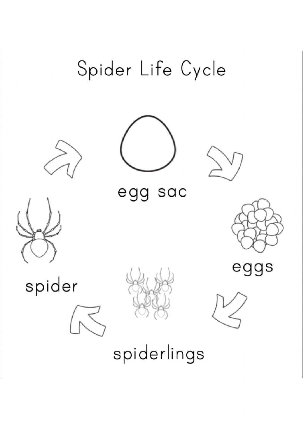 Spider Life Cycle Worksheet