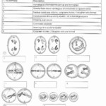 Stage Of Mitosis Worksheet Worksheet