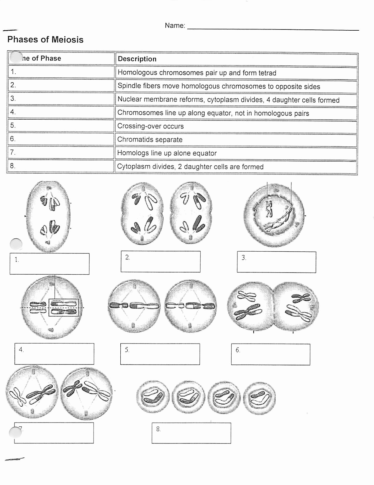 Stage Of Mitosis Worksheet Worksheet