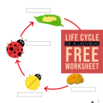 Students Use This Worksheet To Label The Stage Of Ladybug Life Cycle